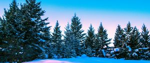 Preview wallpaper winter, forest, trees, bright, sky