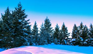Preview wallpaper winter, forest, trees, bright, sky