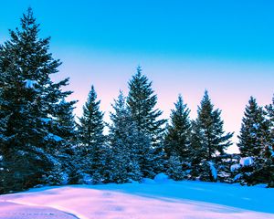 Preview wallpaper winter, forest, trees, bright, sky