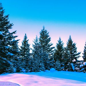 Preview wallpaper winter, forest, trees, bright, sky