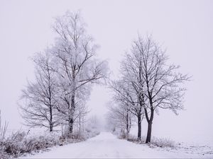 Preview wallpaper winter, forest, trees, snow, road, fog
