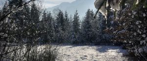 Preview wallpaper winter, forest, trees, snow