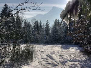 Preview wallpaper winter, forest, trees, snow