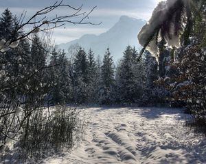 Preview wallpaper winter, forest, trees, snow