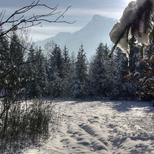 Preview wallpaper winter, forest, trees, snow