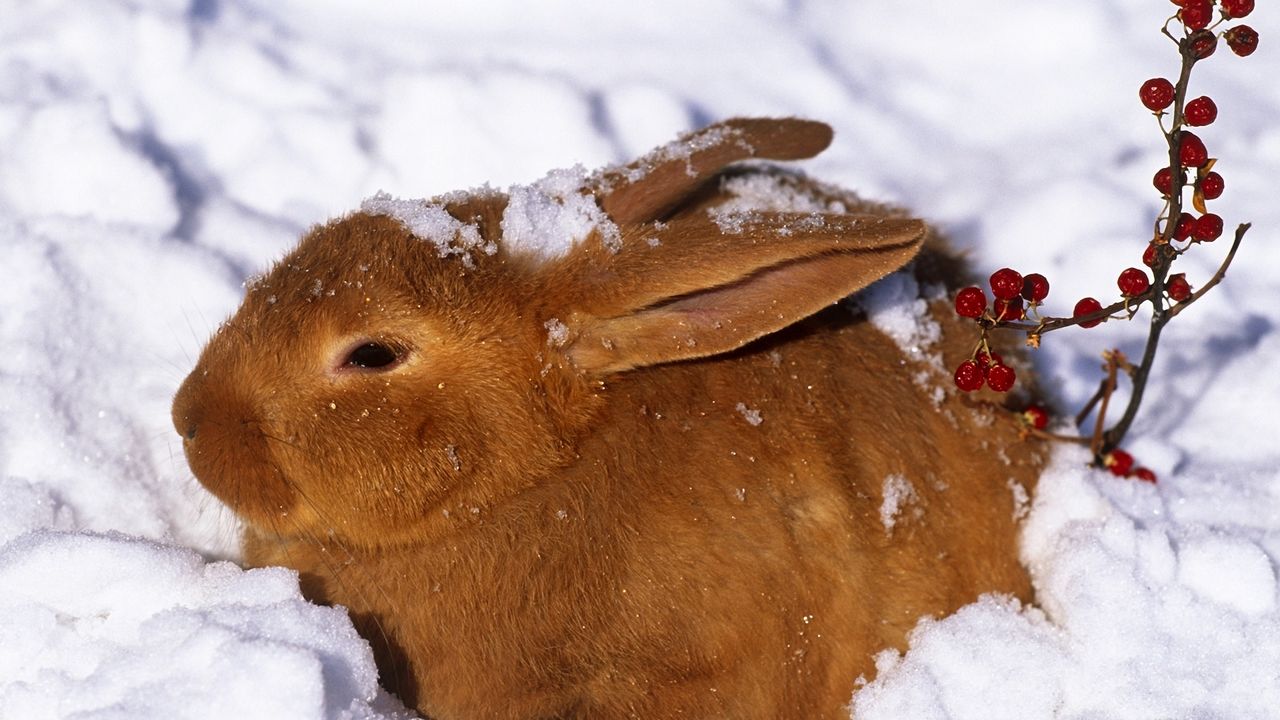 Wallpaper winter, hare, rabbit, snow, berries, red