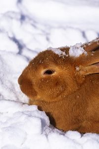 Preview wallpaper winter, hare, rabbit, snow, berries, red
