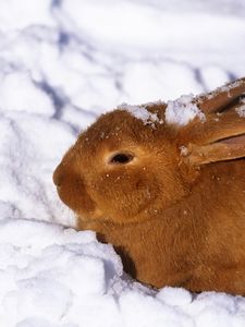 Preview wallpaper winter, hare, rabbit, snow, berries, red