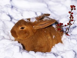 Preview wallpaper winter, hare, rabbit, snow, berries, red