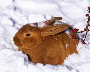 Preview wallpaper winter, hare, rabbit, snow, berries, red