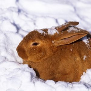 Preview wallpaper winter, hare, rabbit, snow, berries, red