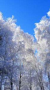 Preview wallpaper winter, hoarfrost, trees, kroner, blue, white, clearly, sky, gray hair