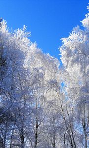 Preview wallpaper winter, hoarfrost, trees, kroner, blue, white, clearly, sky, gray hair