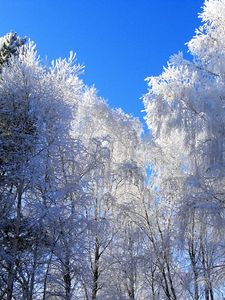 Preview wallpaper winter, hoarfrost, trees, kroner, blue, white, clearly, sky, gray hair