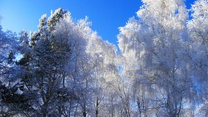 Preview wallpaper winter, hoarfrost, trees, kroner, blue, white, clearly, sky, gray hair
