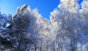 Preview wallpaper winter, hoarfrost, trees, kroner, blue, white, clearly, sky, gray hair