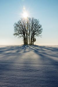 Preview wallpaper winter, horizon, tree, snow, sunlight