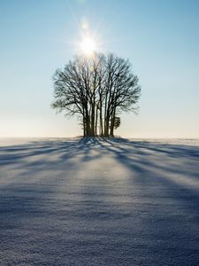 Preview wallpaper winter, horizon, tree, snow, sunlight