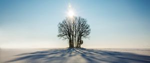 Preview wallpaper winter, horizon, tree, snow, sunlight