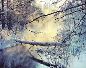 Preview wallpaper winter, lake, tree, snow, steam, morning