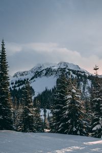 Preview wallpaper winter, mountains, fir trees, snow
