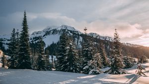 Preview wallpaper winter, mountains, fir trees, snow