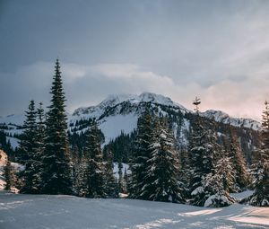 Preview wallpaper winter, mountains, fir trees, snow