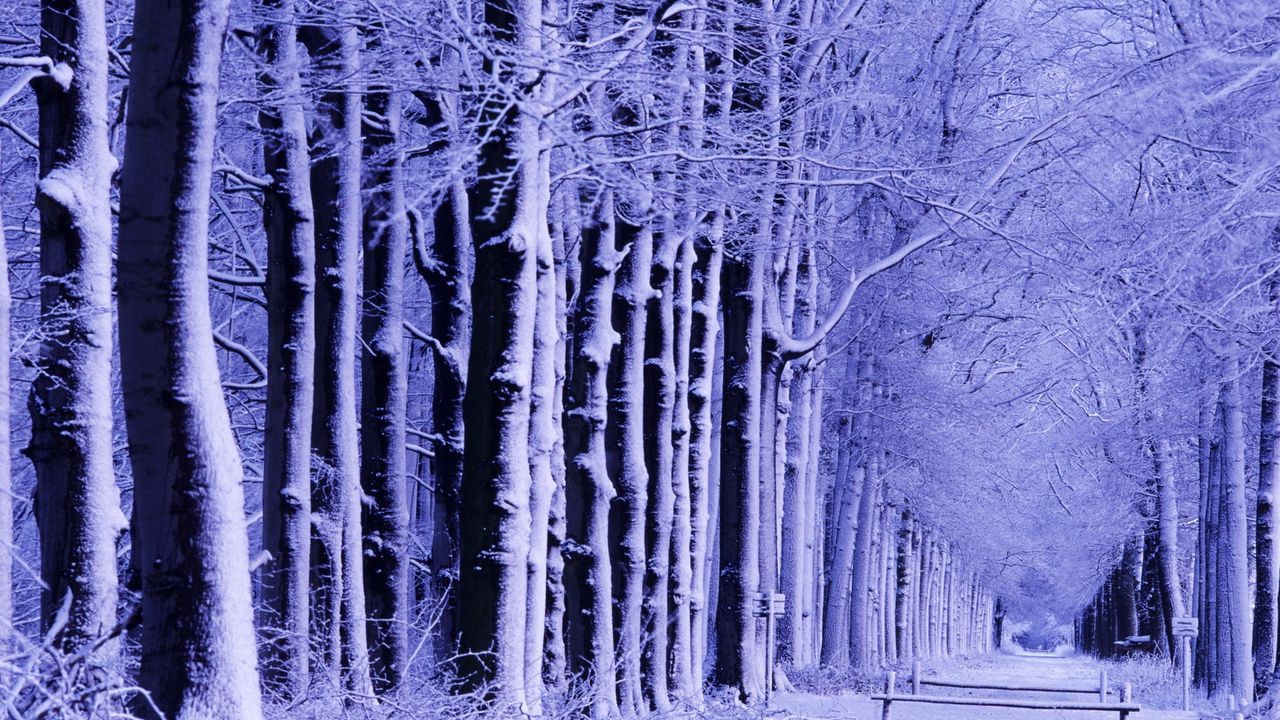 Wallpaper winter, park, shop, trees, snow, hoarfrost