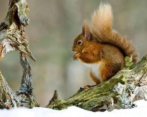 Preview wallpaper winter, red hair, squirrel, thread, snow