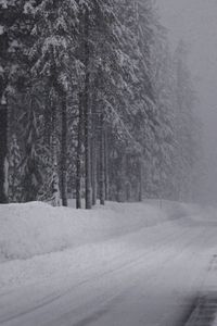 Preview wallpaper winter, road, snow, fir grove, panorama