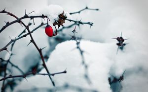 Preview wallpaper winter, rose, snow, white