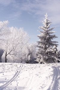 Preview wallpaper winter, ski track, traces, trees, snow, mountains, day