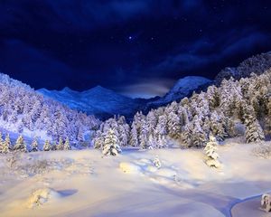 Preview wallpaper winter, snow, cover, night, light, trees, coniferous, stars, dark blue, white