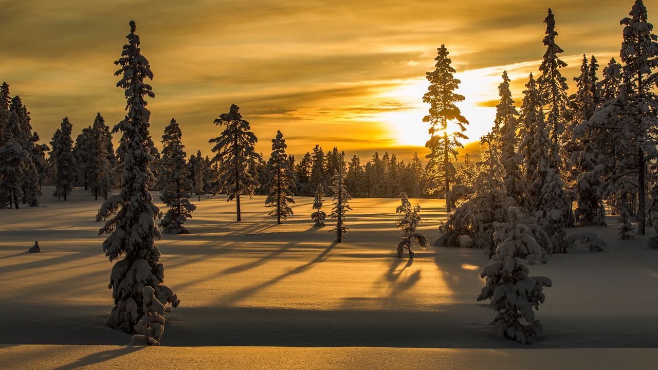 Wallpaper winter, snow, fir-tree, trees, sunset