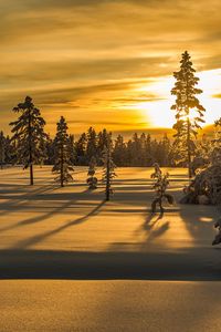 Preview wallpaper winter, snow, fir-tree, trees, sunset