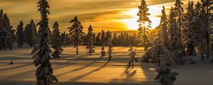 Preview wallpaper winter, snow, fir-tree, trees, sunset