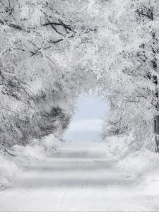 Preview wallpaper winter, snow, forest, road, arch, branches, frost