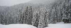 Preview wallpaper winter, snow, forest, spruce, snowy