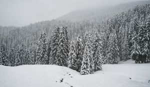 Preview wallpaper winter, snow, forest, spruce, snowy
