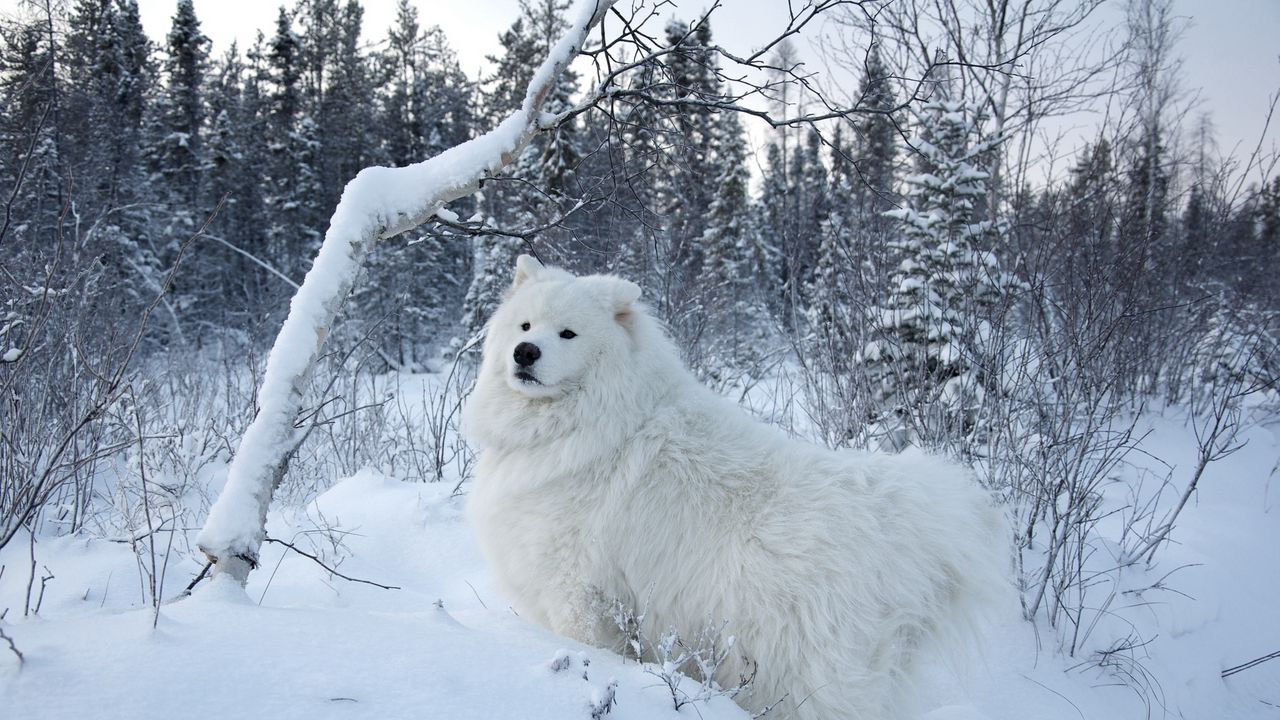 Wallpaper winter, snow, forest, dog