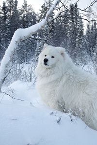 Preview wallpaper winter, snow, forest, dog