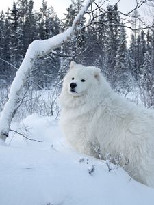 Preview wallpaper winter, snow, forest, dog