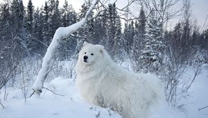 Preview wallpaper winter, snow, forest, dog