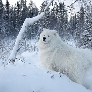 Preview wallpaper winter, snow, forest, dog