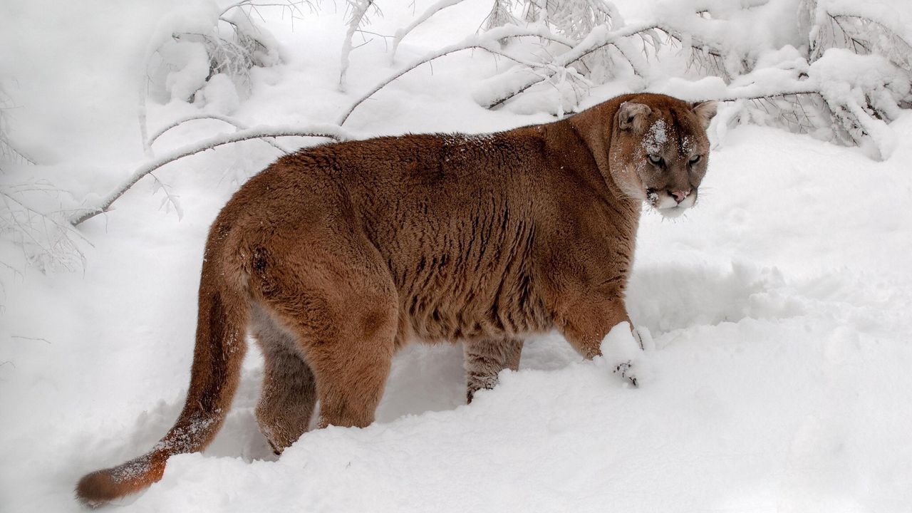 Wallpaper winter, snow, forest, predator, cougar