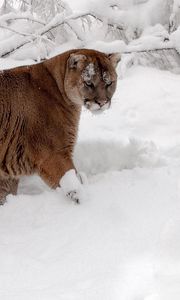 Preview wallpaper winter, snow, forest, predator, cougar