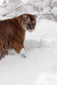 Preview wallpaper winter, snow, forest, predator, cougar