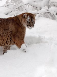 Preview wallpaper winter, snow, forest, predator, cougar