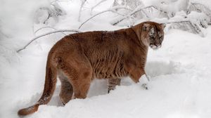 Preview wallpaper winter, snow, forest, predator, cougar