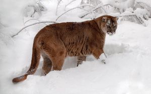 Preview wallpaper winter, snow, forest, predator, cougar